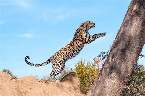 coberta leopardo|Leopard Facts: Habitat, Behavior, Diet .